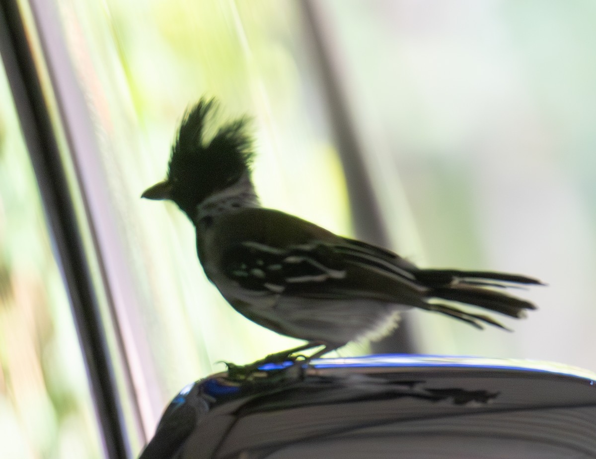 Black-crested Antshrike - ML623579515