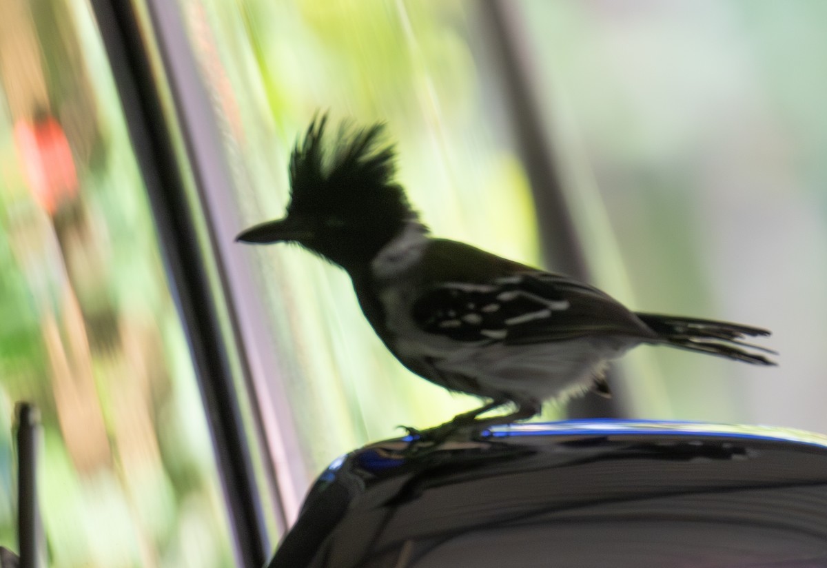 Black-crested Antshrike - ML623579516