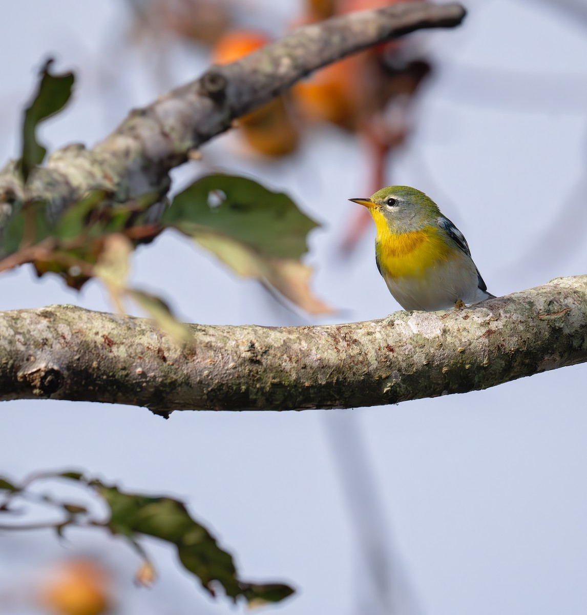 Northern Parula - ML623579546