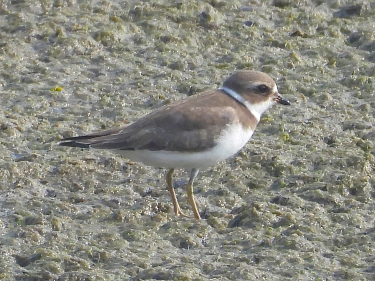 Semipalmated Plover - ML623579547