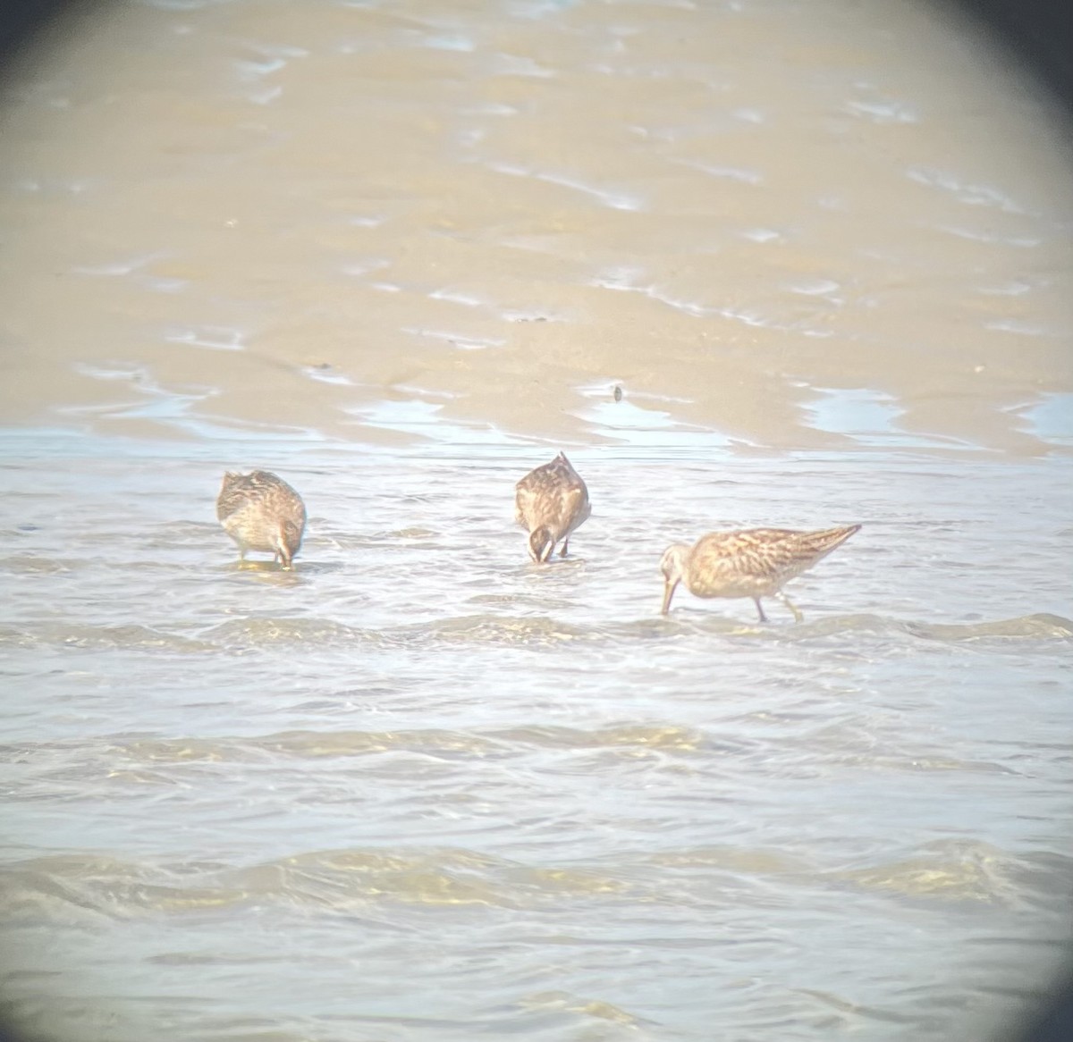 Short-billed Dowitcher - ML623579573