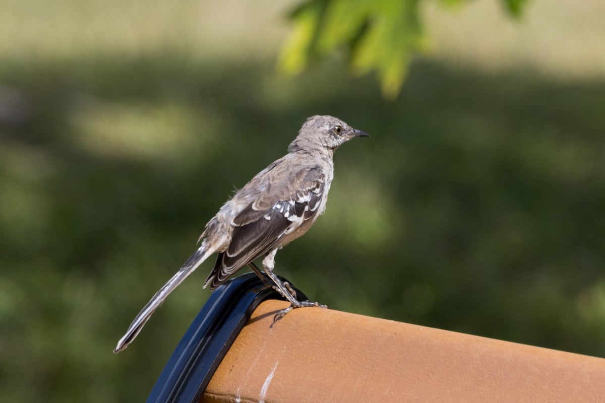 Northern Mockingbird - ML623579579