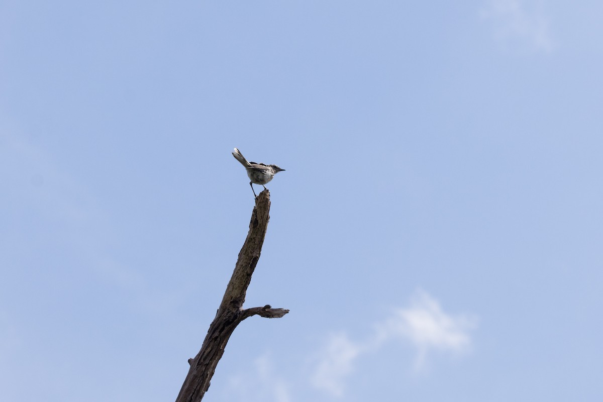 Northern Mockingbird - ML623579580