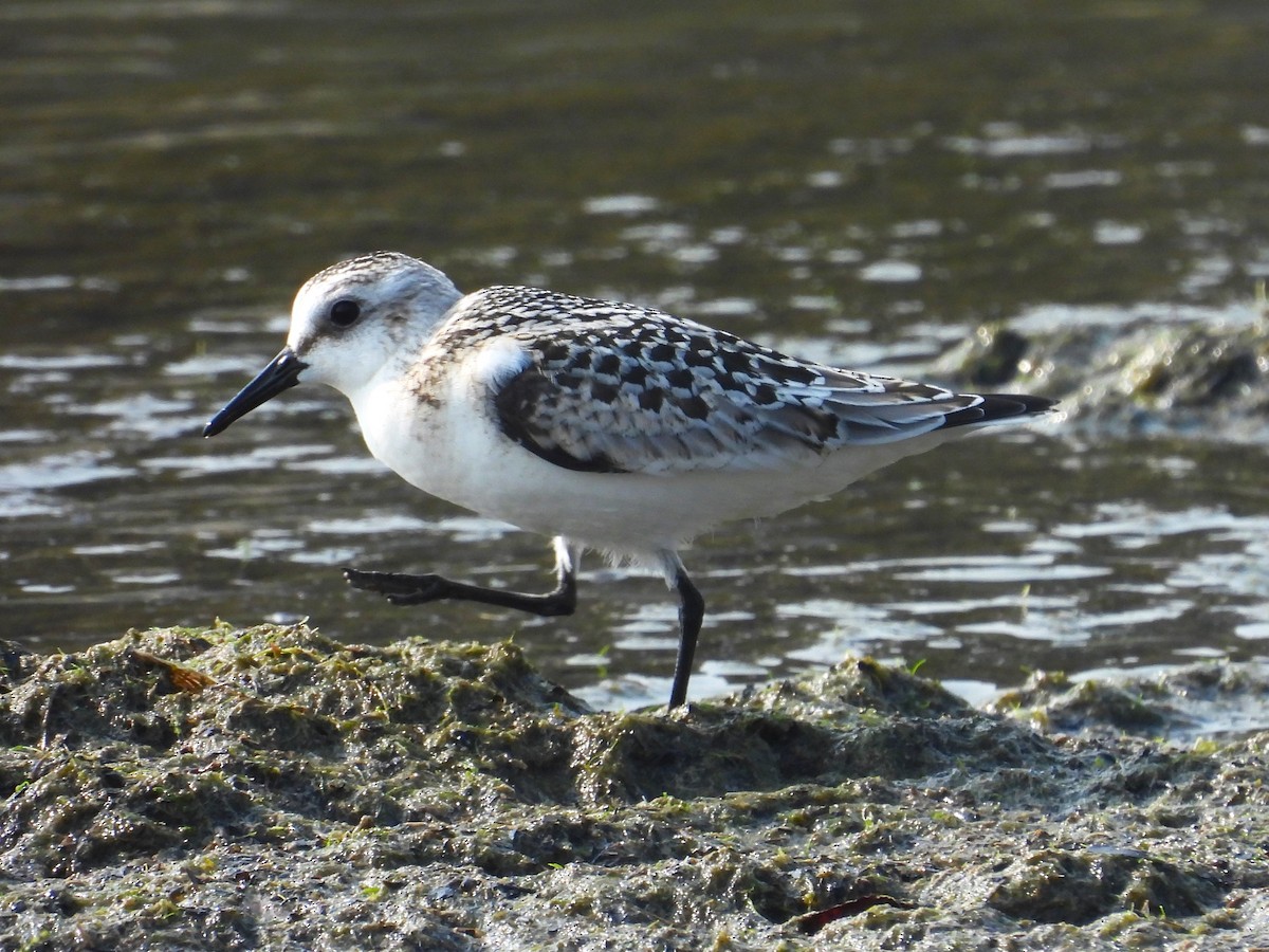 Sanderling - ML623579589