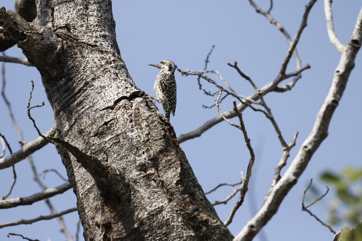 Checkered Woodpecker - ML623579594