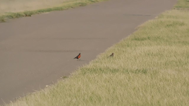 Pampas Meadowlark - ML623579614