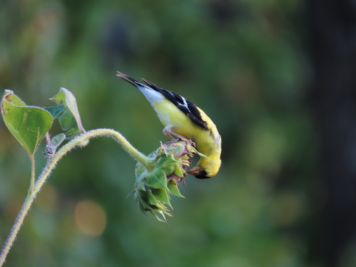 American Goldfinch - ML623579647