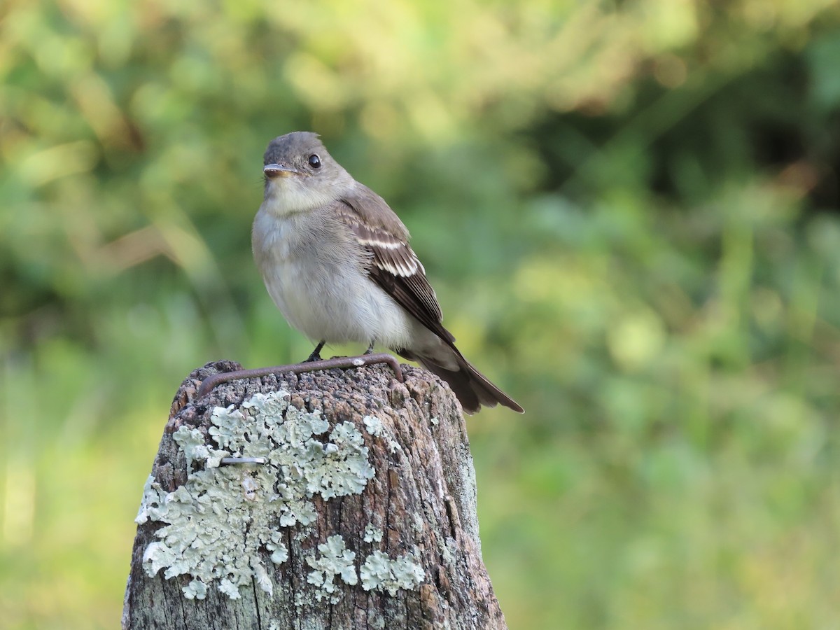 Eastern Wood-Pewee - ML623579672