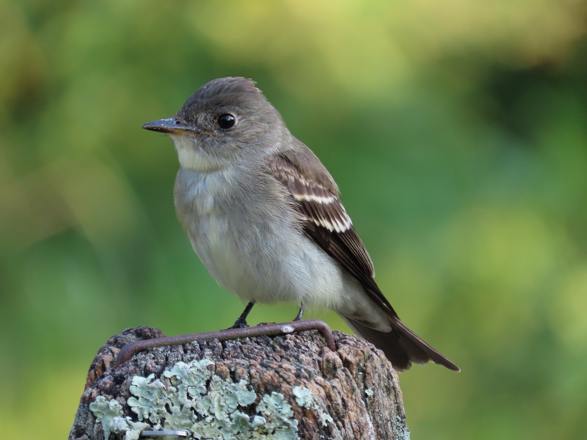 Eastern Wood-Pewee - ML623579673