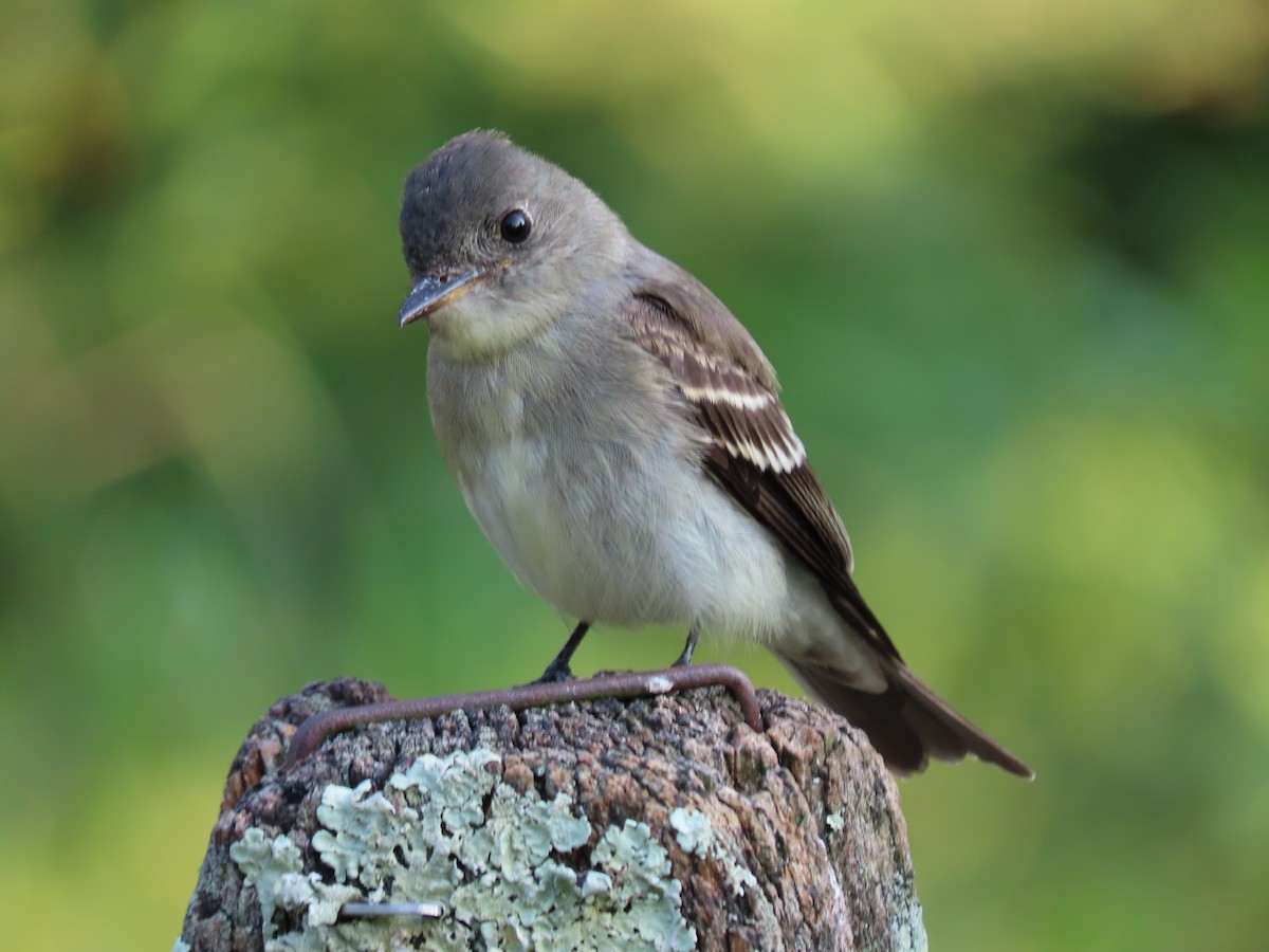 Eastern Wood-Pewee - ML623579674