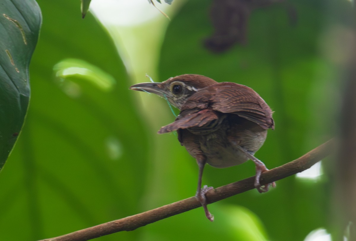 Rufous-and-white Wren - ML623579702