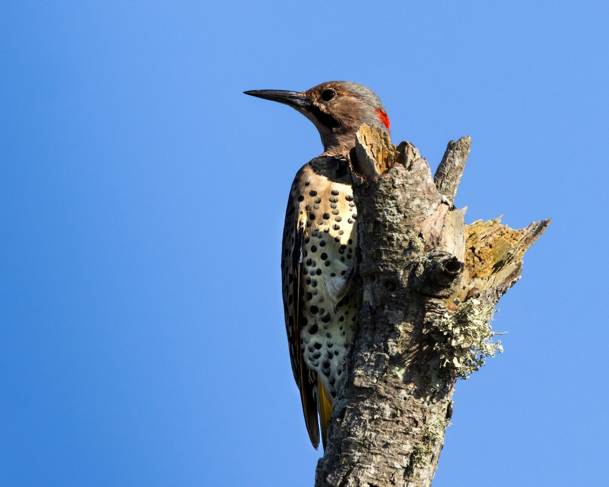 Northern Flicker - ML623579793