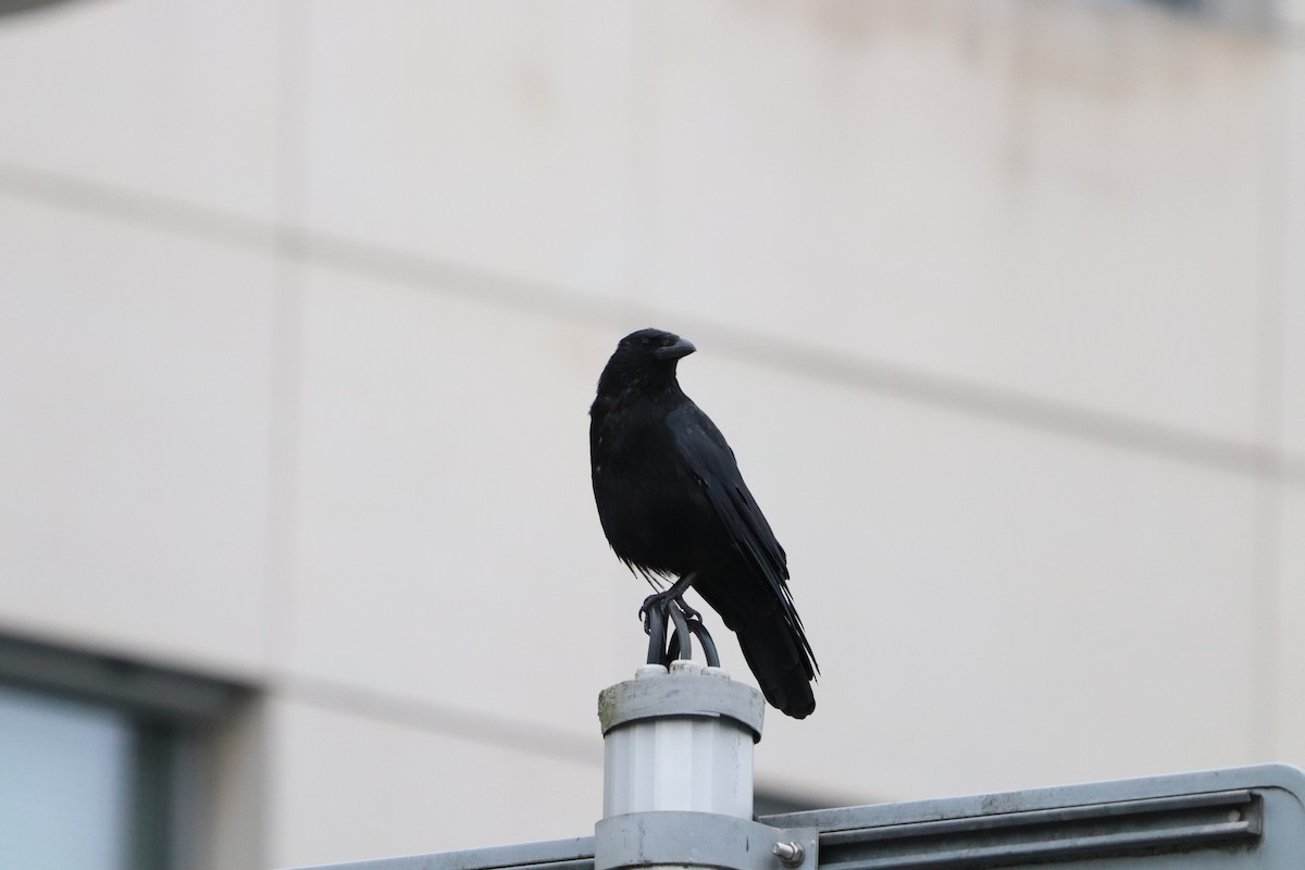 Carrion Crow - Carla Calamari