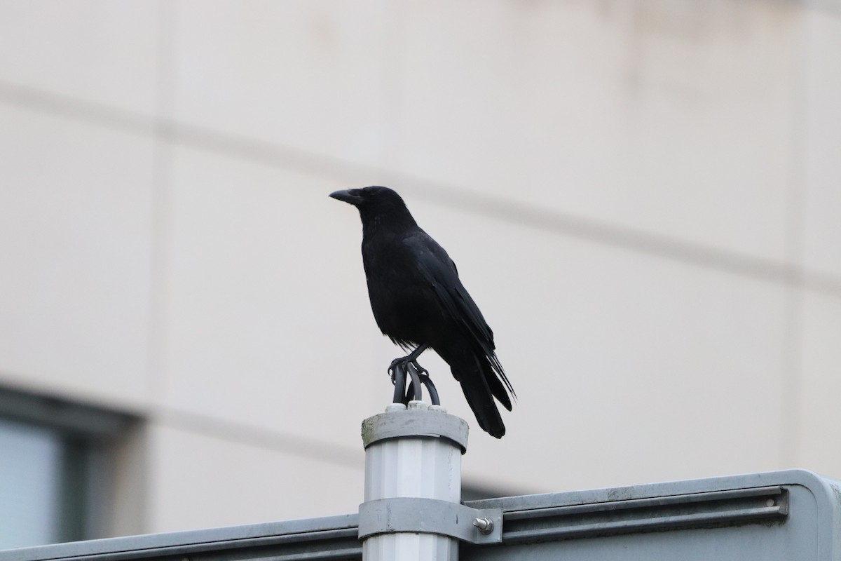 Carrion Crow - Carla Calamari