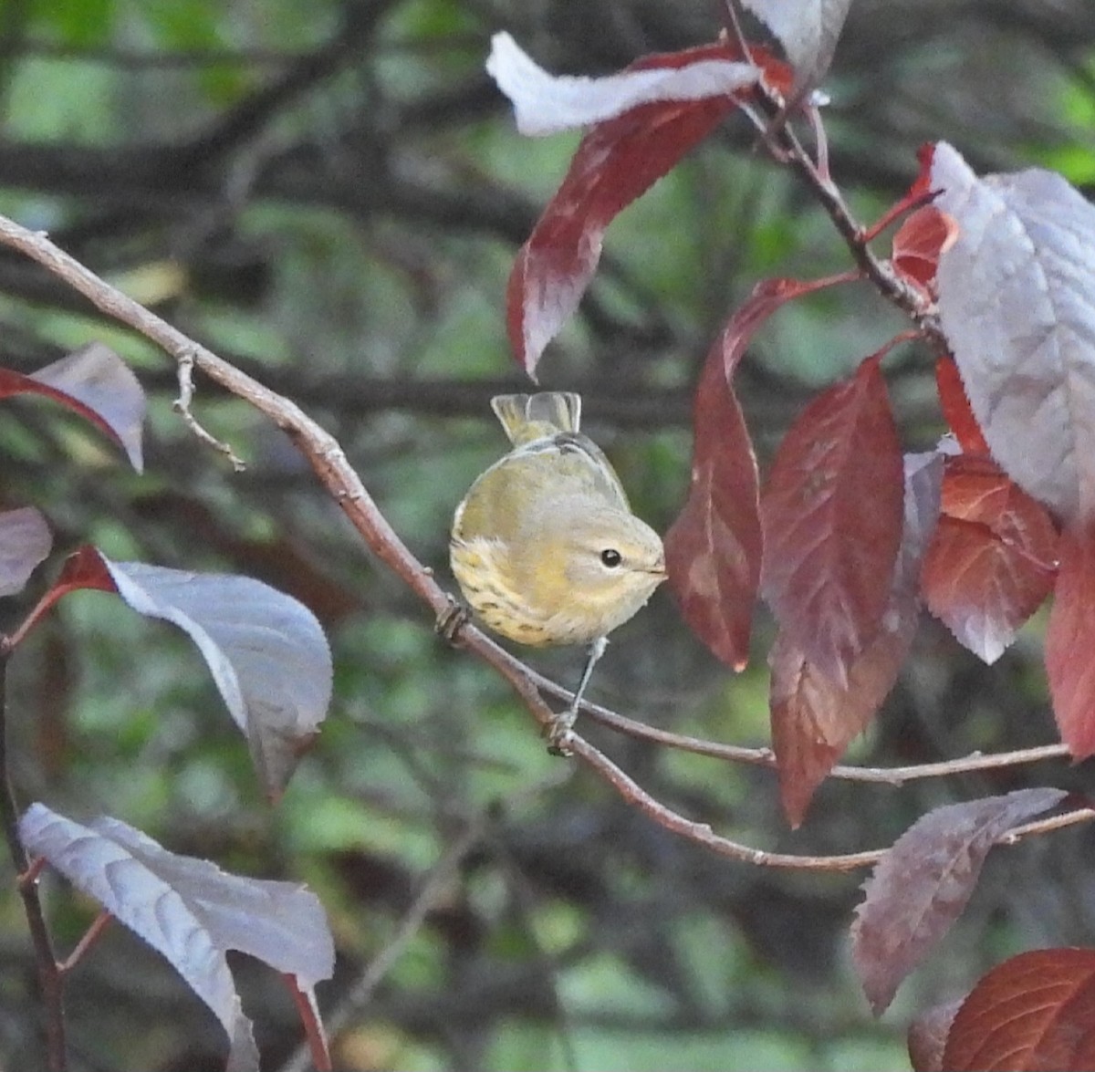 Cape May Warbler - ML623579847