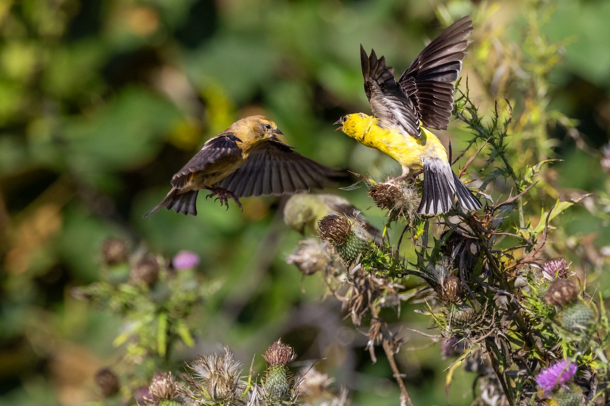 American Goldfinch - ML623579853