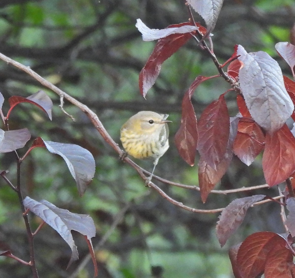 Cape May Warbler - ML623579854