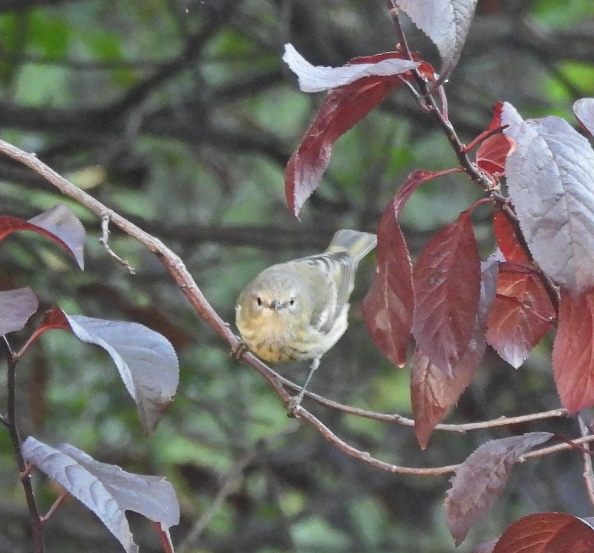 Cape May Warbler - ML623579855
