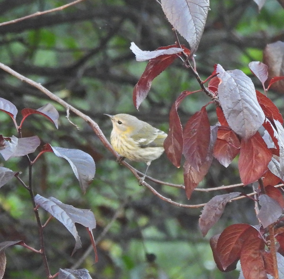 Cape May Warbler - ML623579856