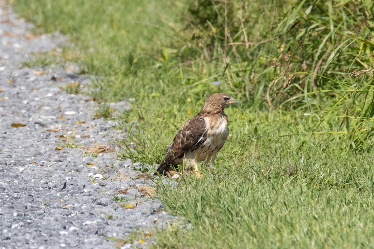 Red-tailed Hawk - Janelle Donaldson