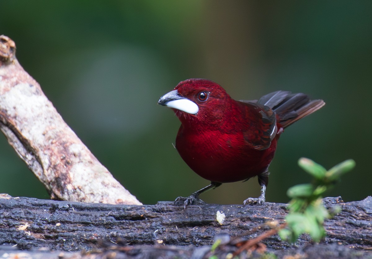 Silver-beaked Tanager - ML623579882