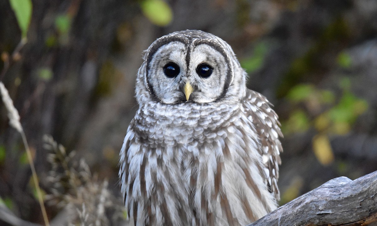 Barred Owl - ML623579891