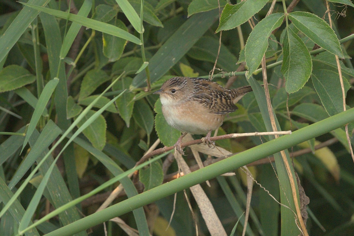 Sedge Wren - ML623579900