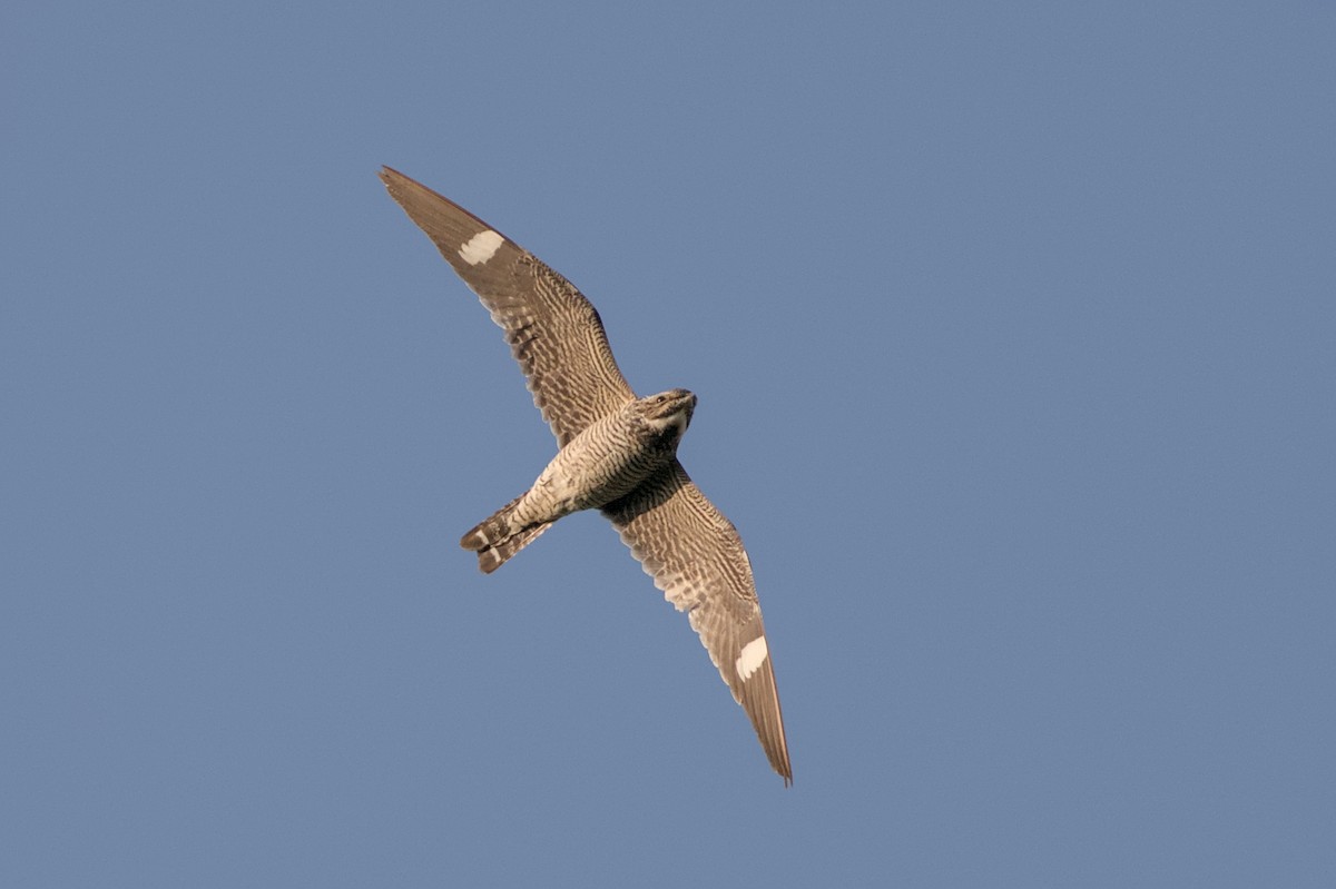 Common Nighthawk - ML623579905