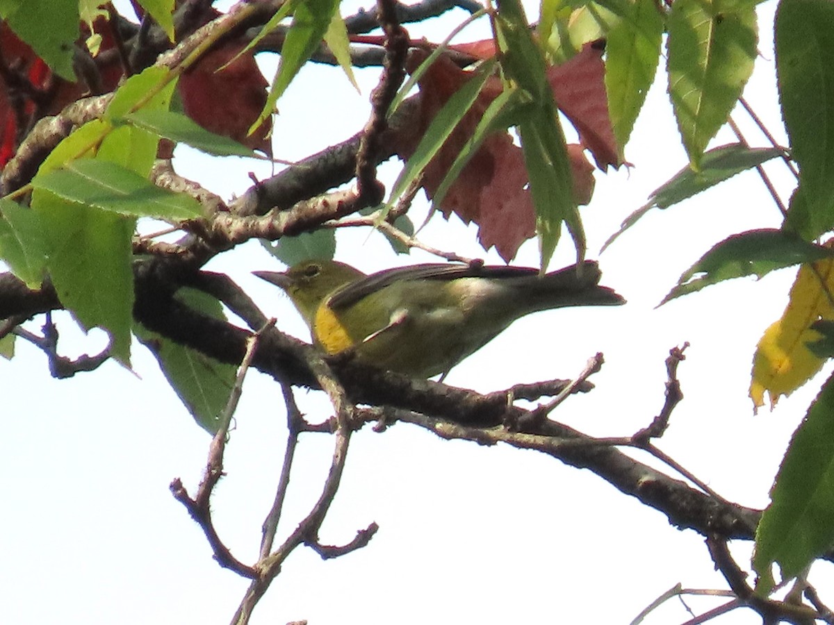 Pine Warbler - Teresa Noel