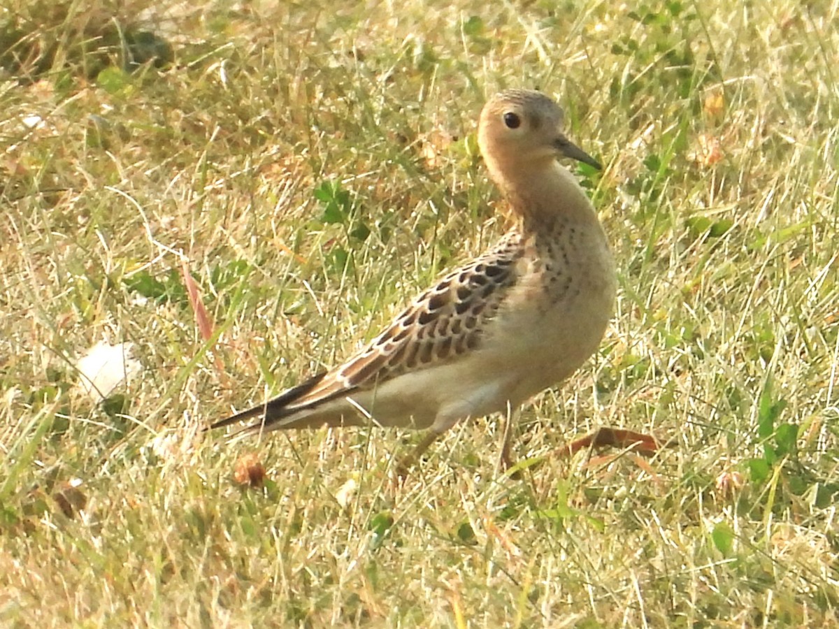 Buff-breasted Sandpiper - ML623579955