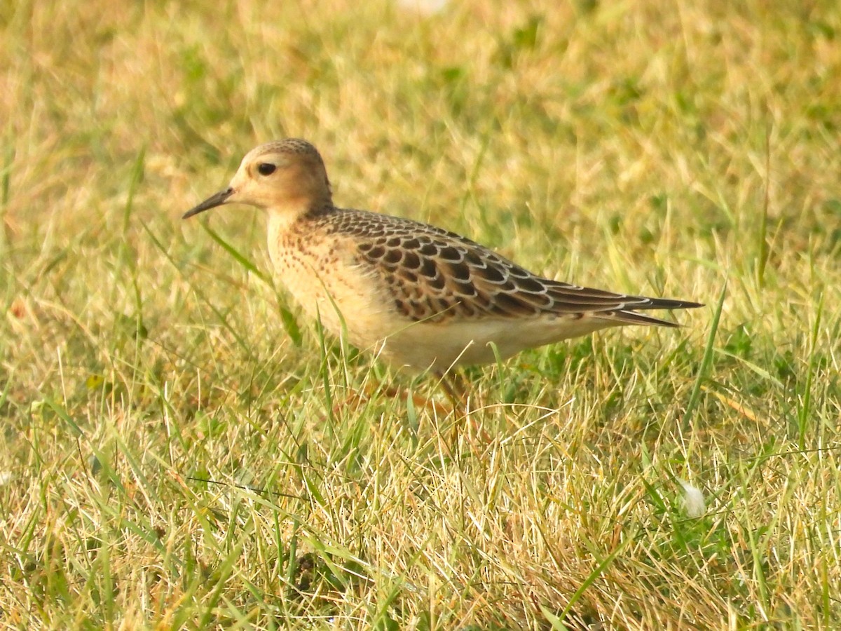 Buff-breasted Sandpiper - ML623579956