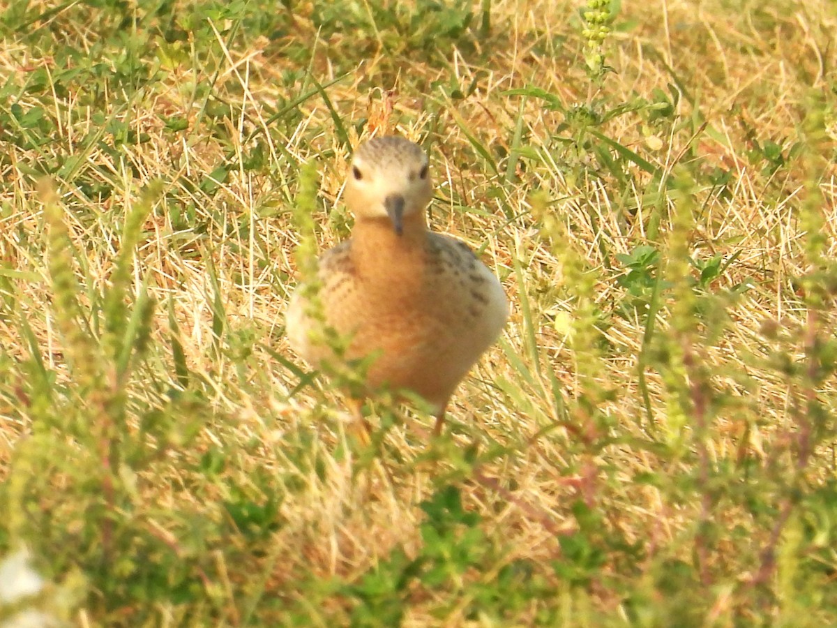 Buff-breasted Sandpiper - ML623579957