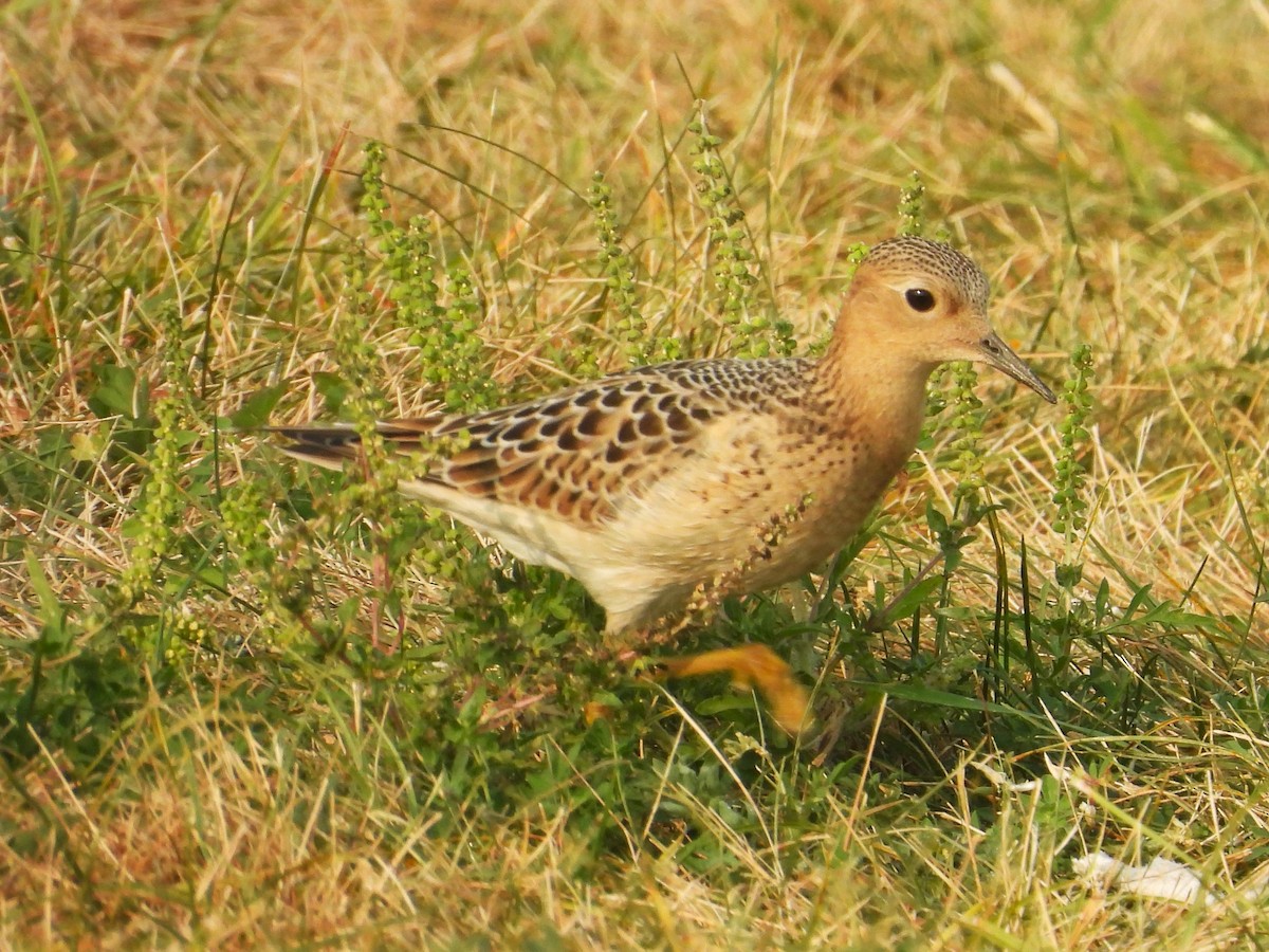 Buff-breasted Sandpiper - ML623579958