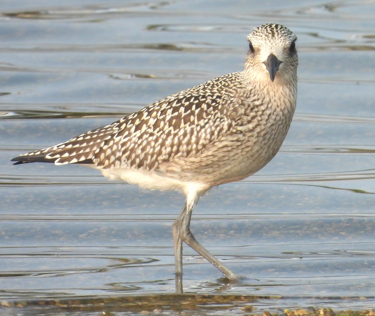 Black-bellied Plover - ML623579968