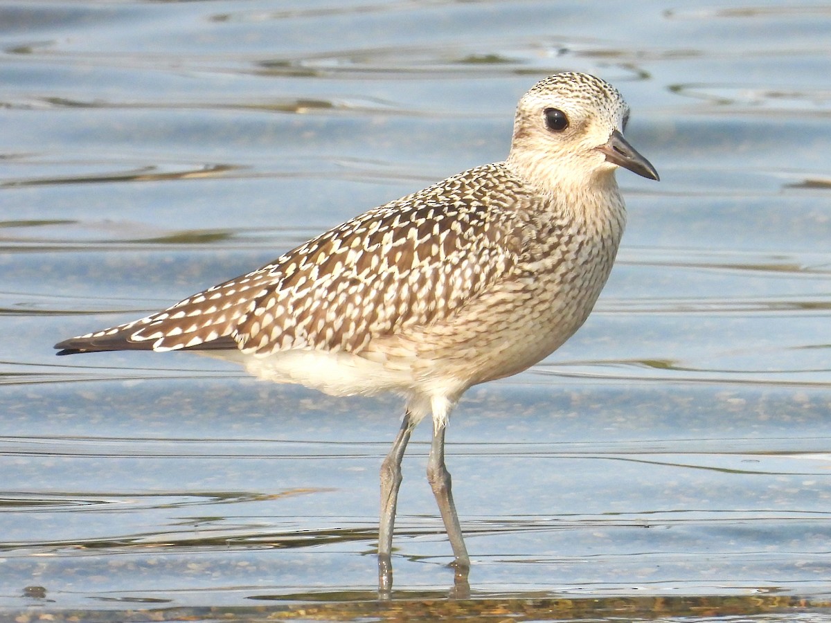 Black-bellied Plover - ML623579969