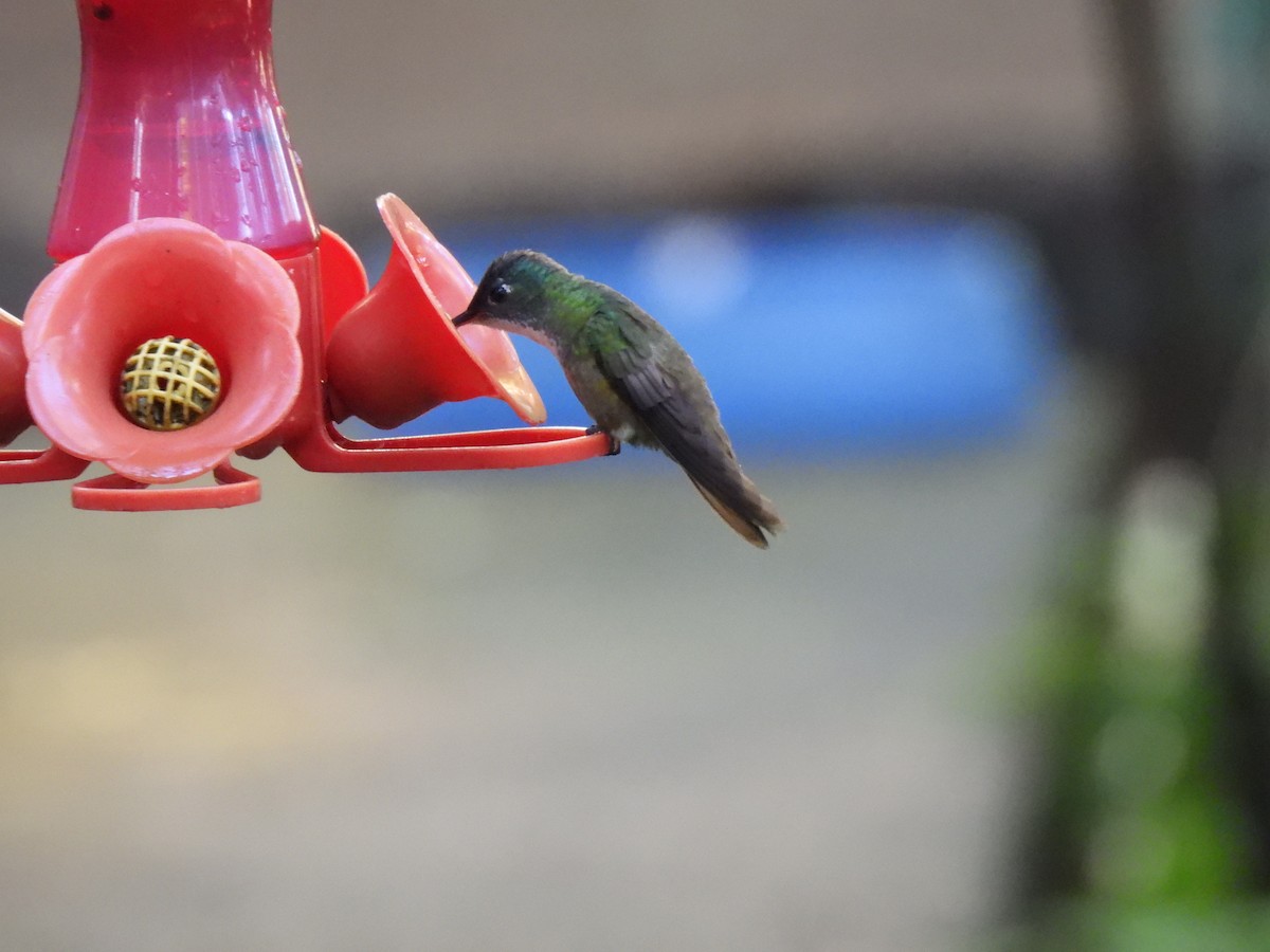 Azure-crowned Hummingbird - ML623580004