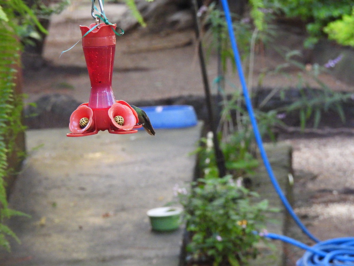 Azure-crowned Hummingbird - ML623580005