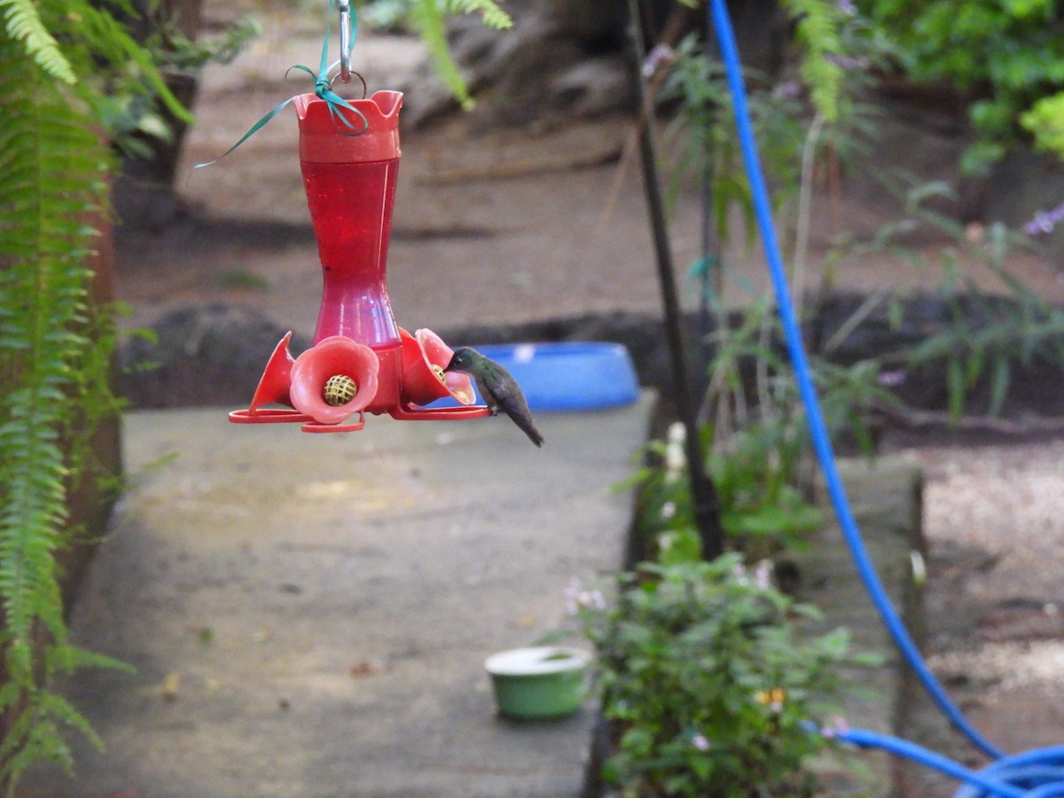 Azure-crowned Hummingbird - ML623580006