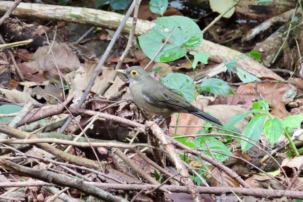 Spectacled Thrush - Matt Johnson