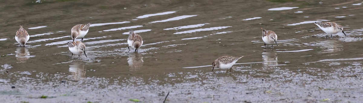 Bergstrandläufer - ML623580039