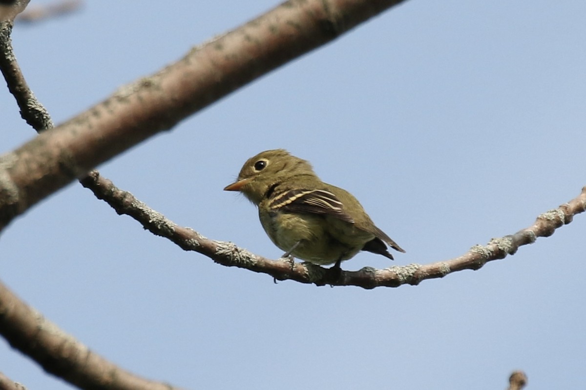 Least Flycatcher - Otto Mayer