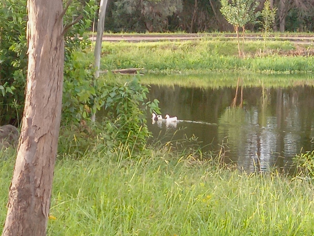 Mallard (Domestic type) - Jorge Guerra