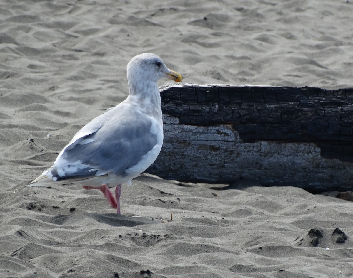 Glaucous-winged Gull - ML623580175