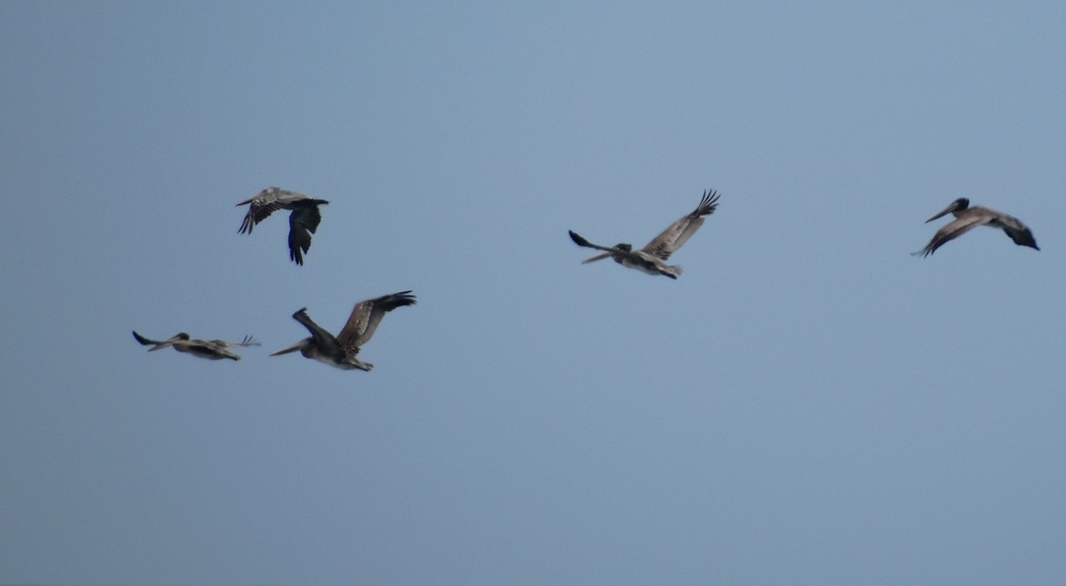 Brown Pelican - ML623580178