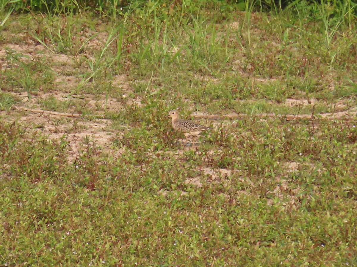 Buff-breasted Sandpiper - ML623580196