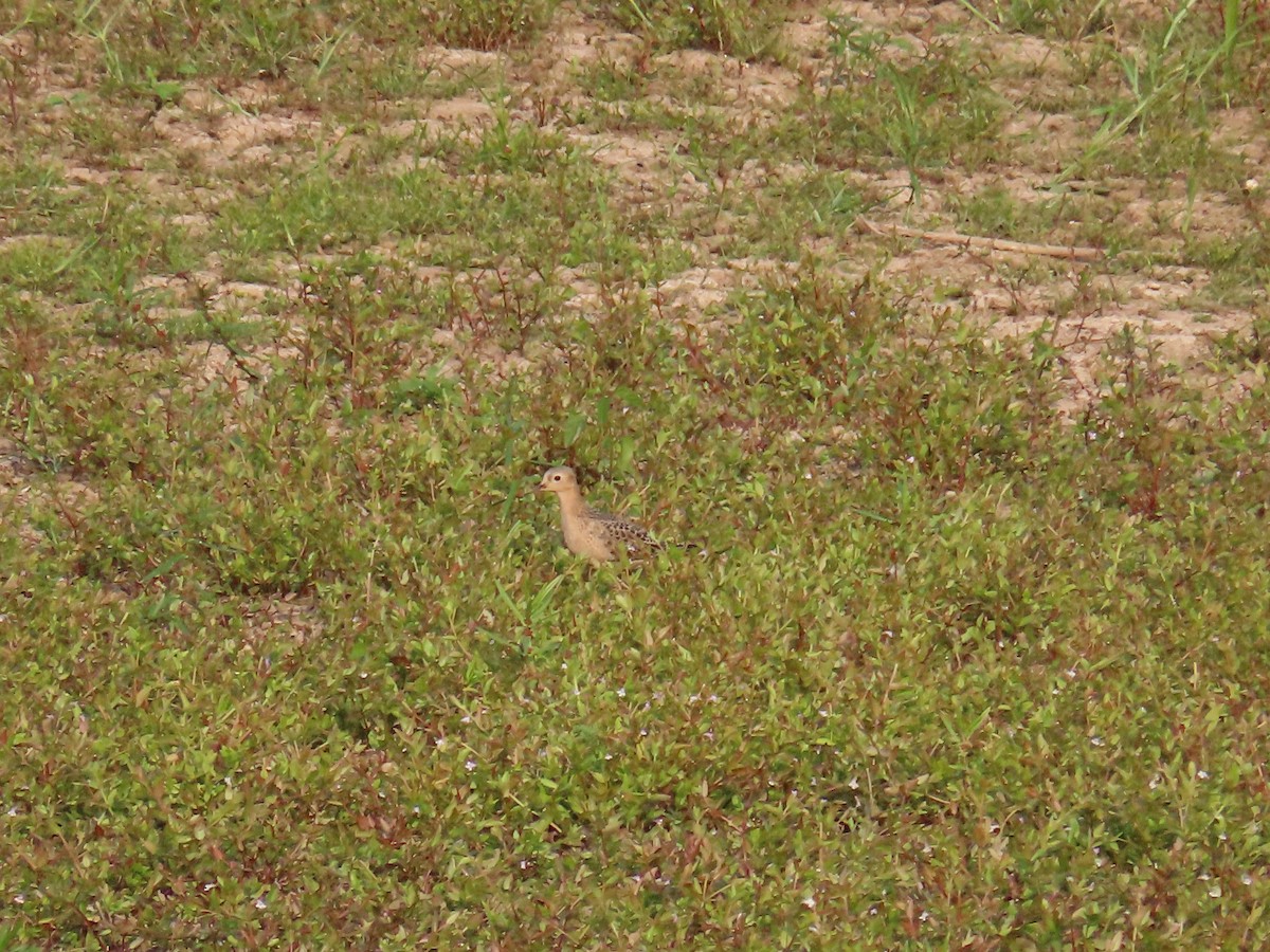 Buff-breasted Sandpiper - ML623580197