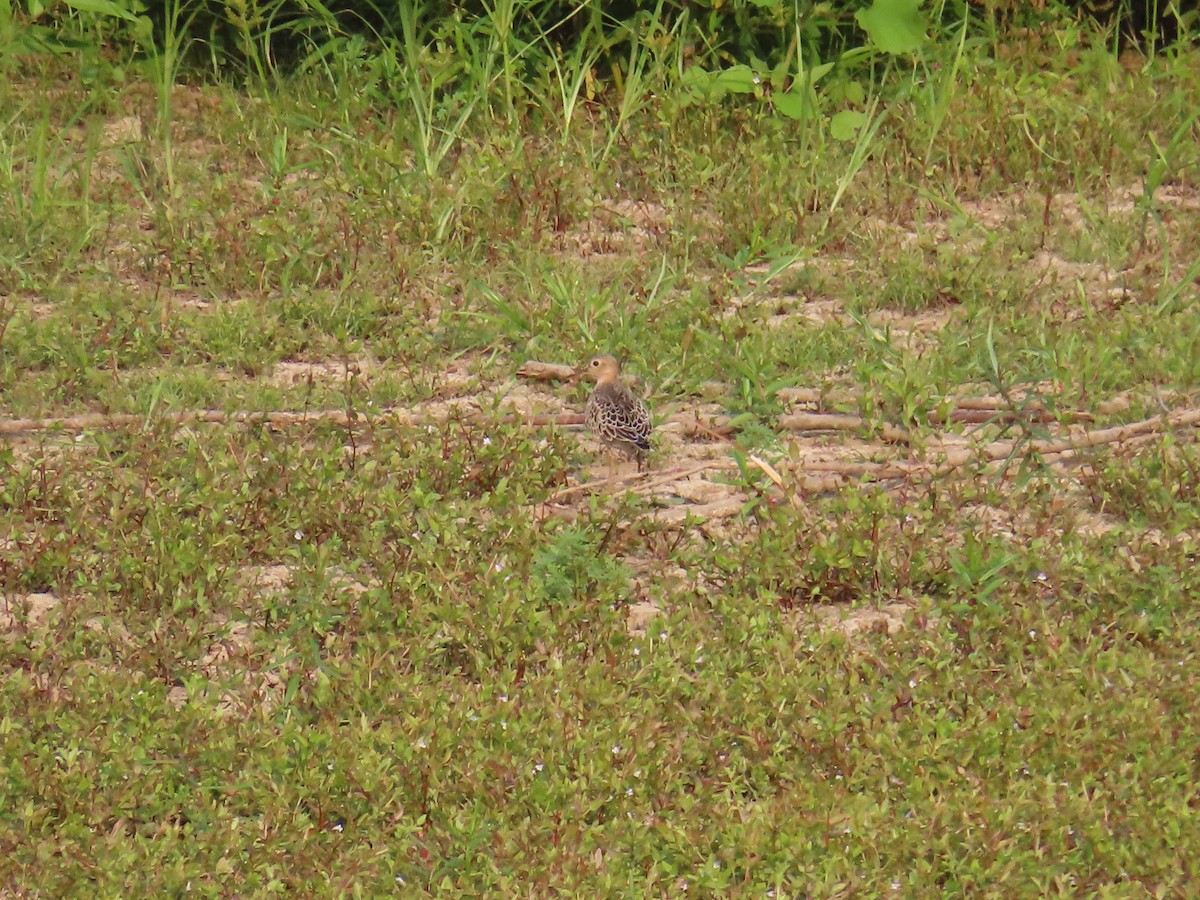 Buff-breasted Sandpiper - ML623580198