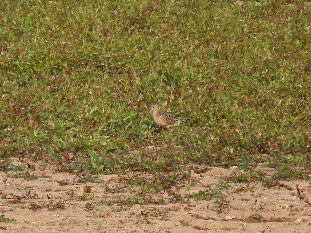 Buff-breasted Sandpiper - ML623580199