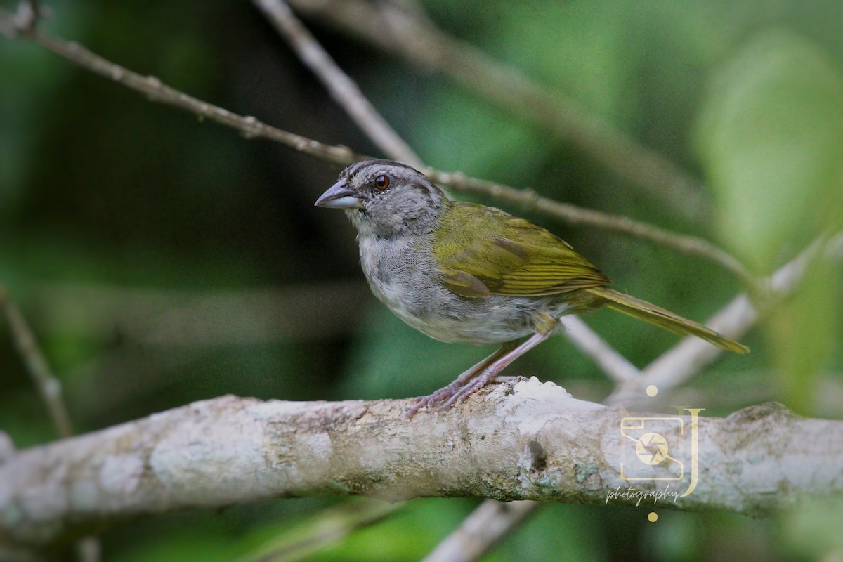 Green-backed Sparrow - ML623580207