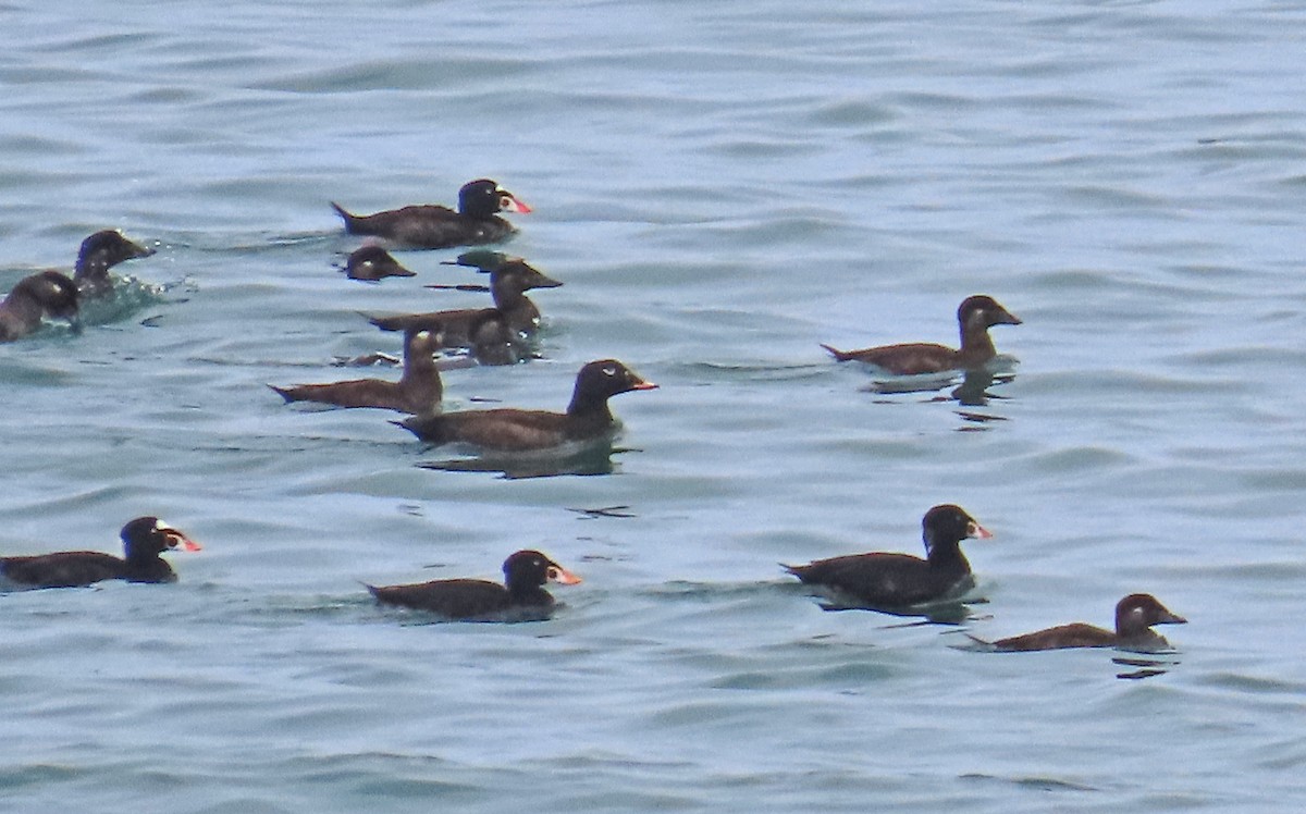 White-winged Scoter - ML623580208